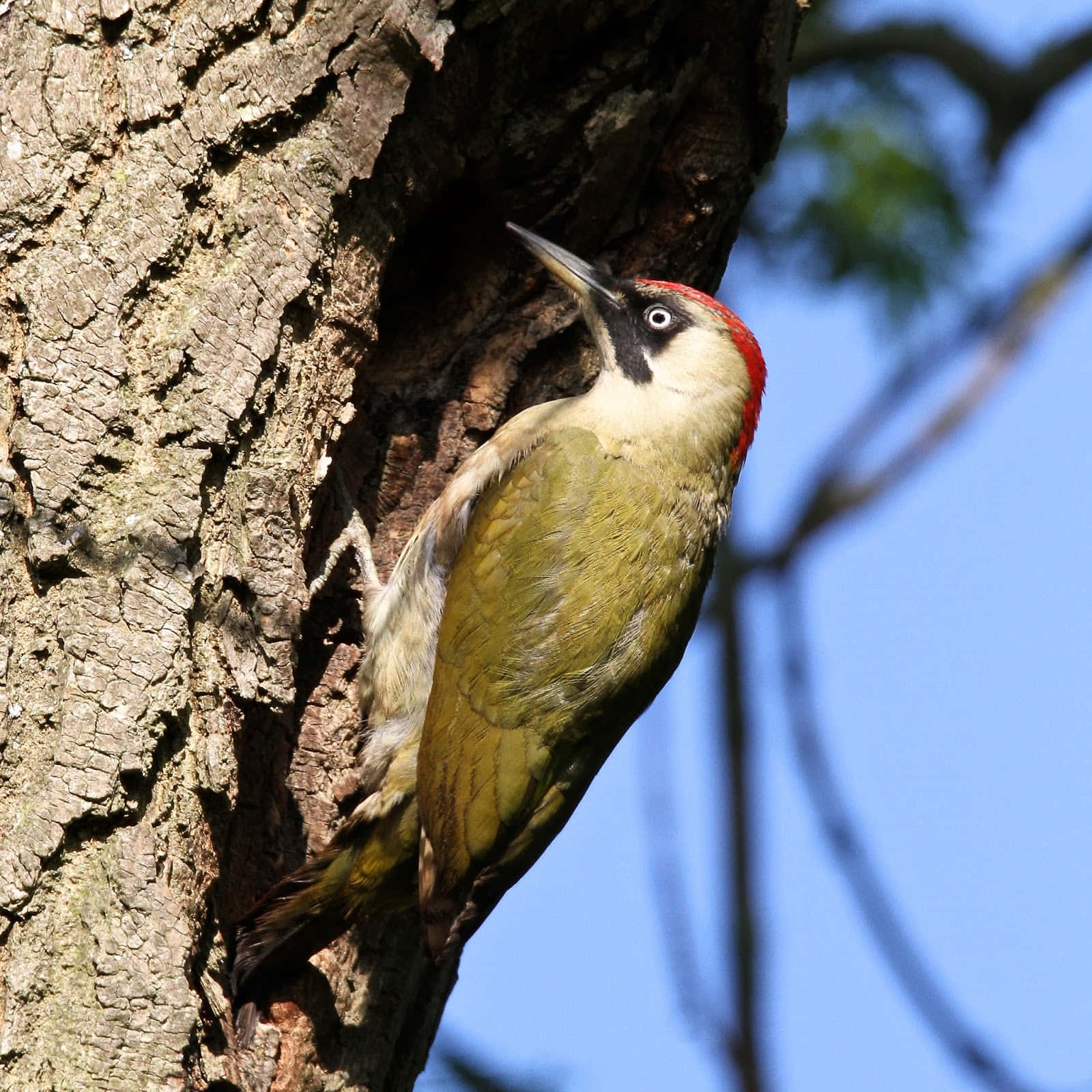 A multi-coloured woodpecker pecking at a tree trunk