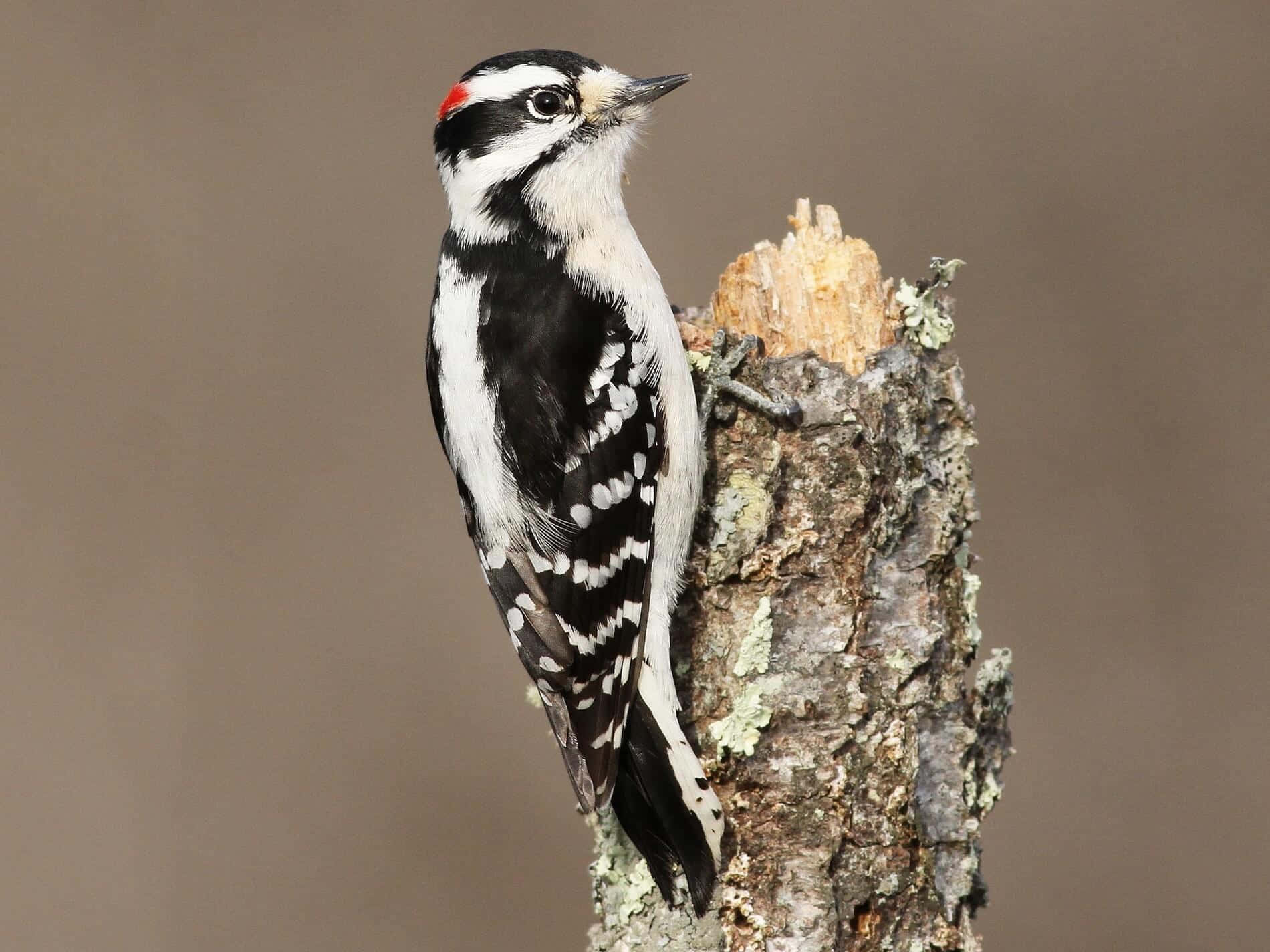 A woodpecker perched on a tree branch.