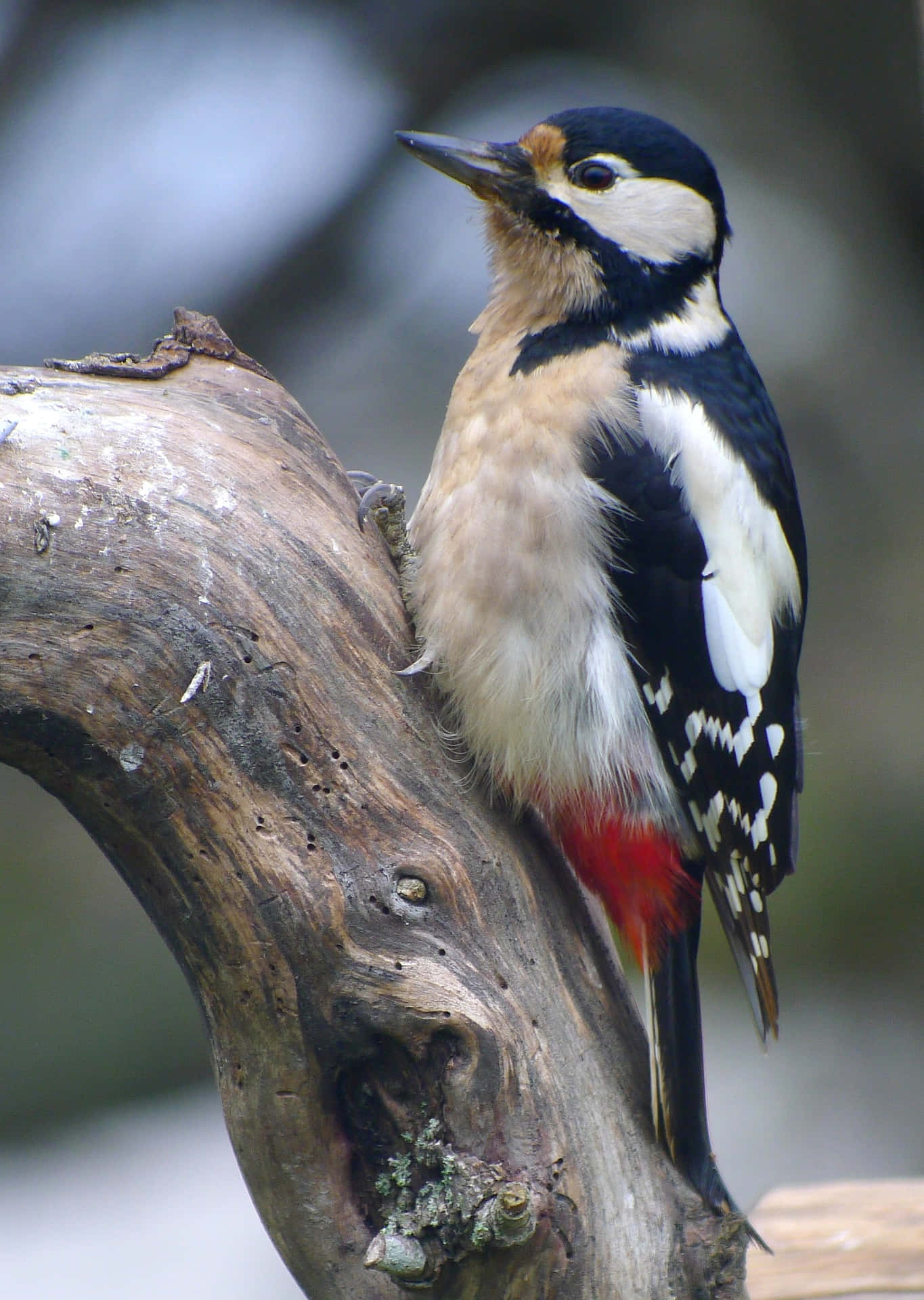 Majestic Woodpecker in Natural Habitat