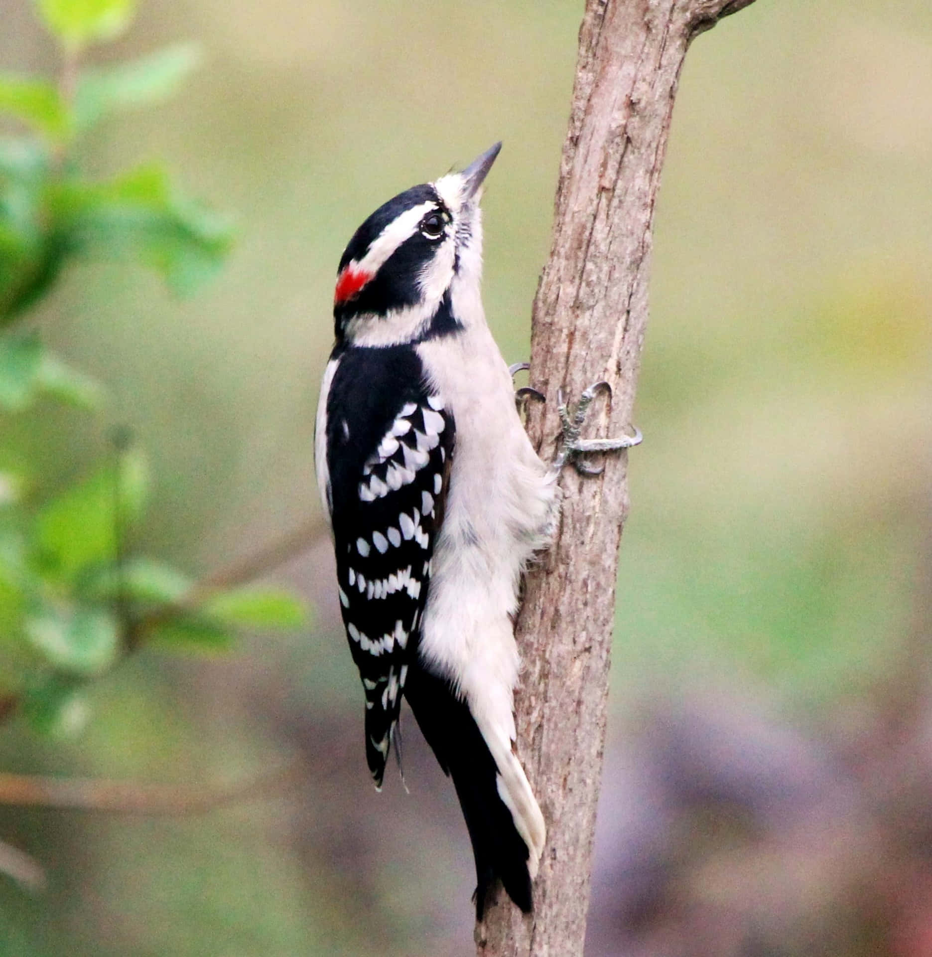 A woodpecker pauses to take in its surroundings
