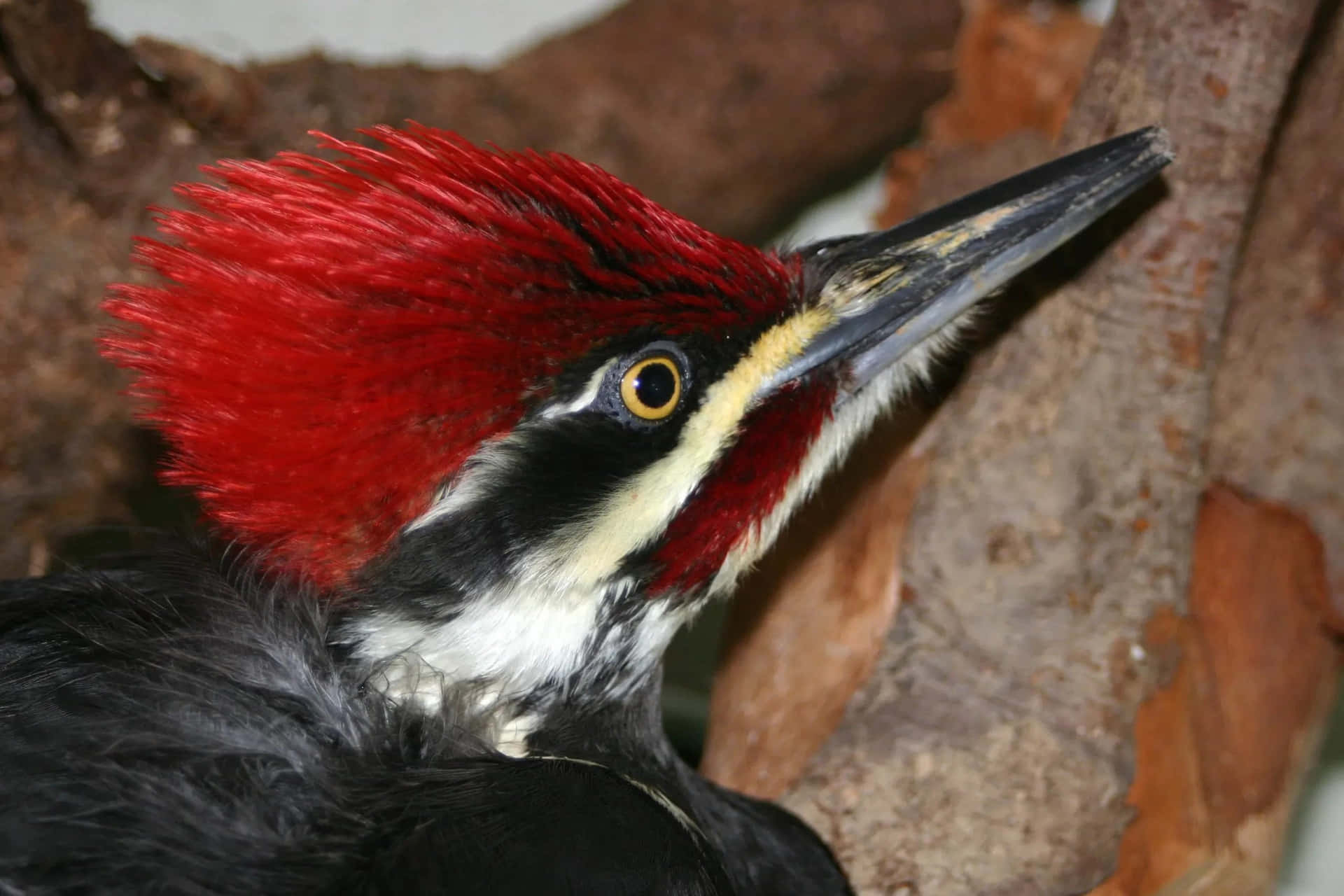 A vibrant woodpecker takes a break perched atop a tree branch.