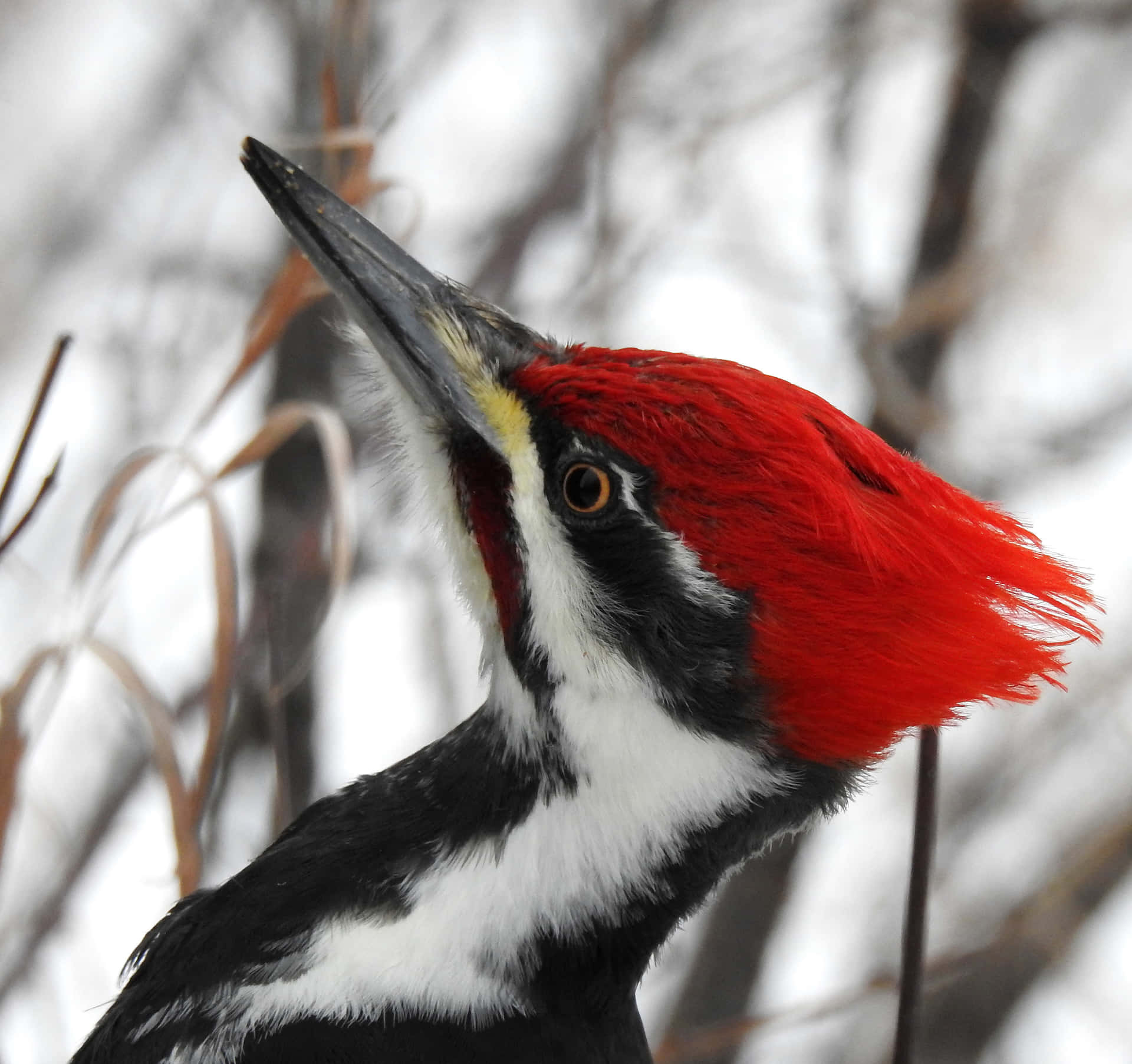 An Up Close Look at a Woodpecker