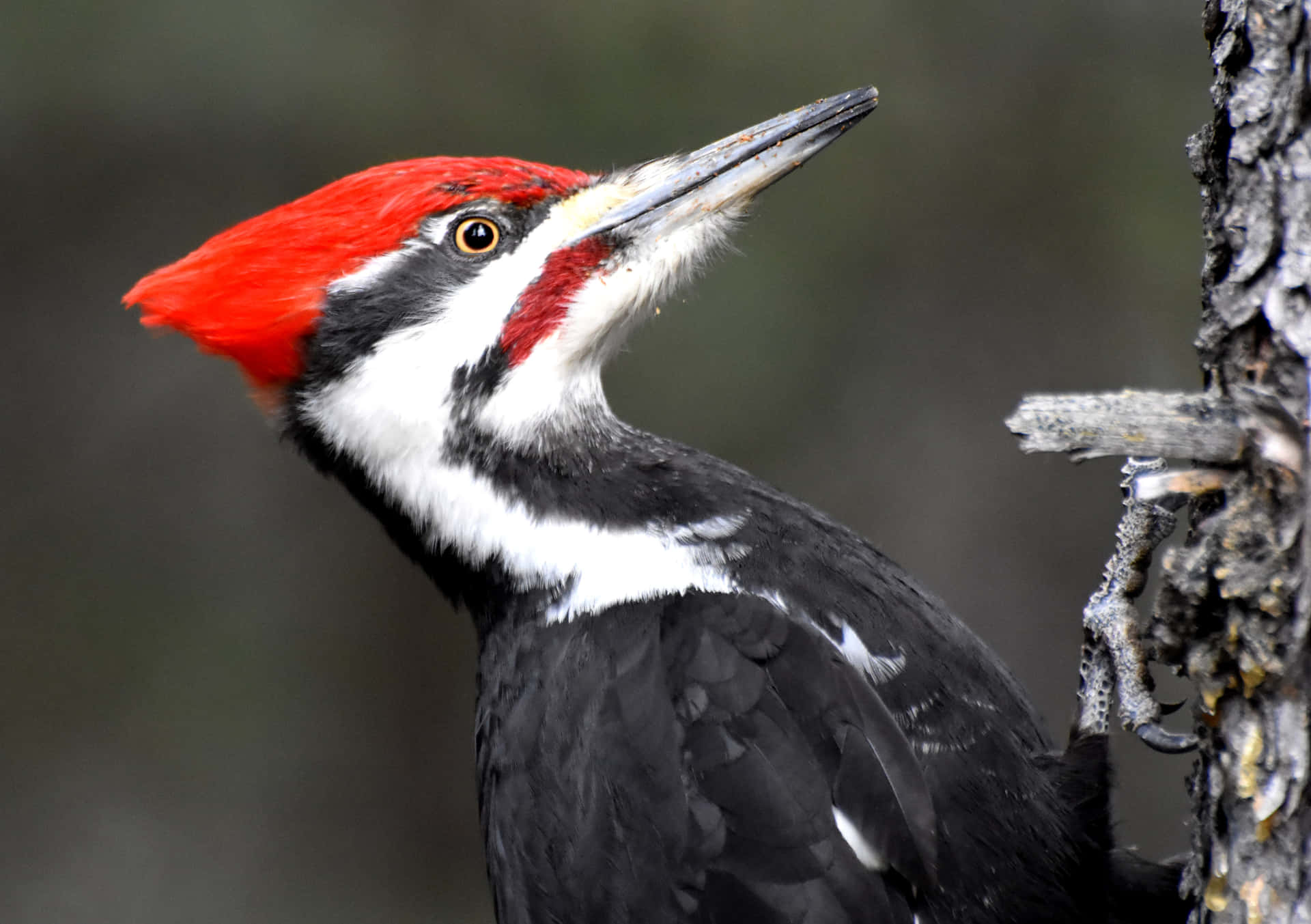 Look at the Curious Red-Headed Woodpecker
