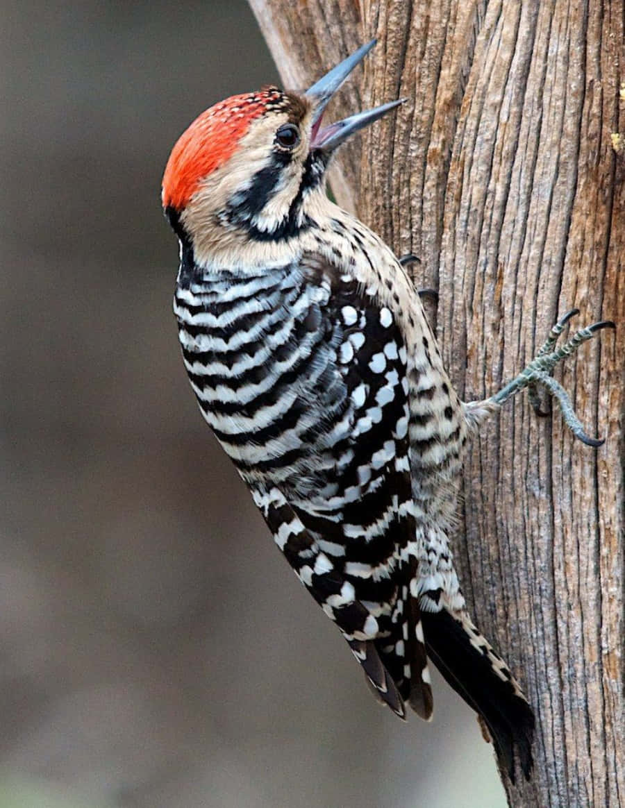 A Red Headed Woodpecker Perched on a Fallen Birch Tree