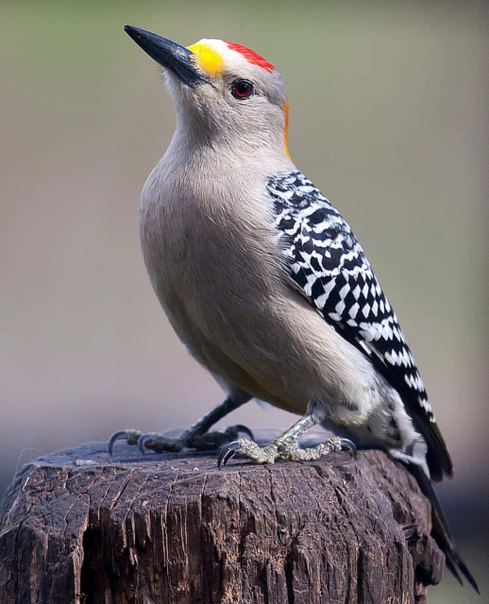 A woodpecker pecking into a tree.