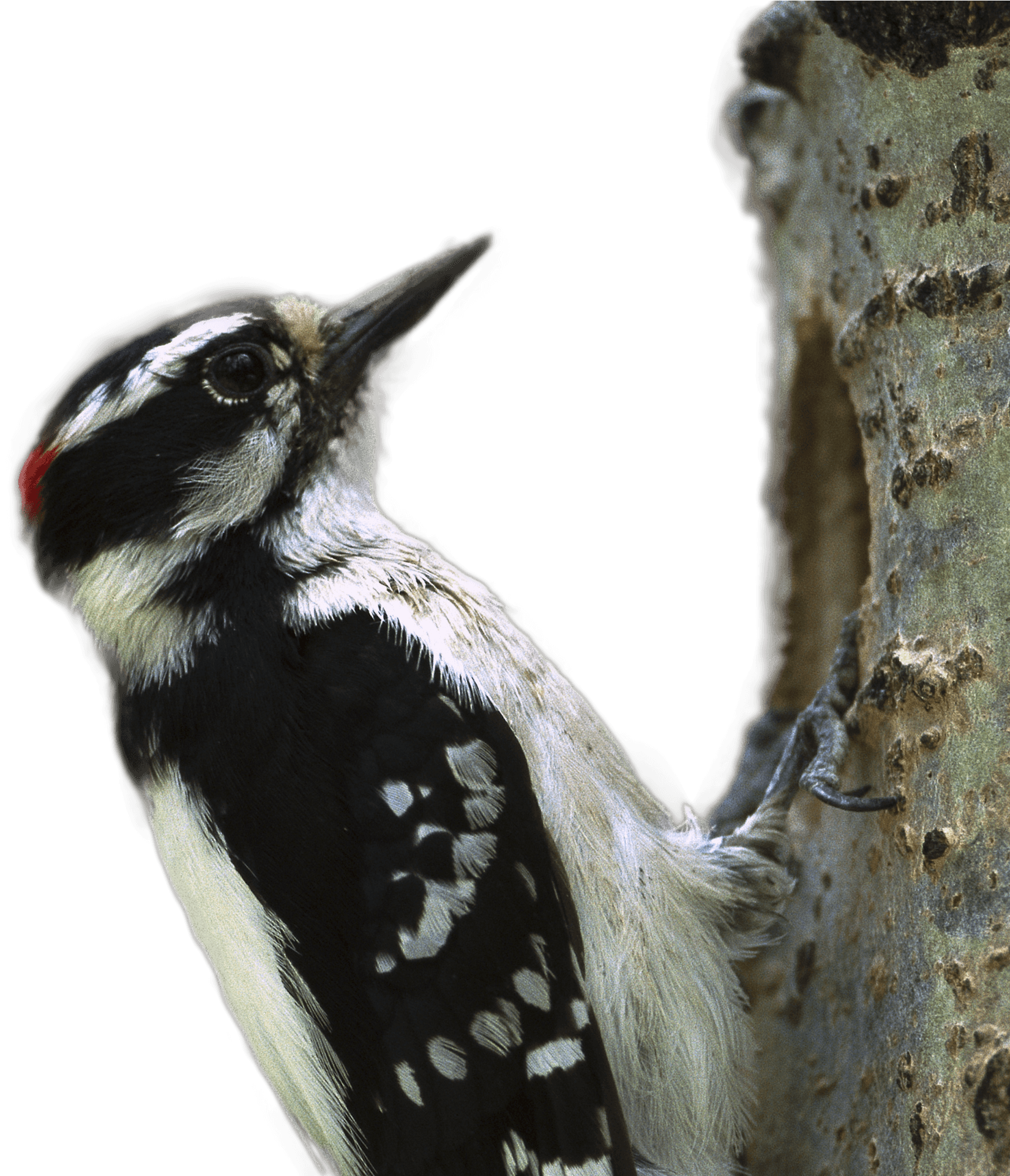 Woodpecker Clinging To Tree PNG