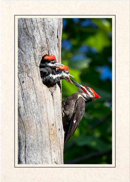 Woodpecker Feeding Chicksin Tree PNG