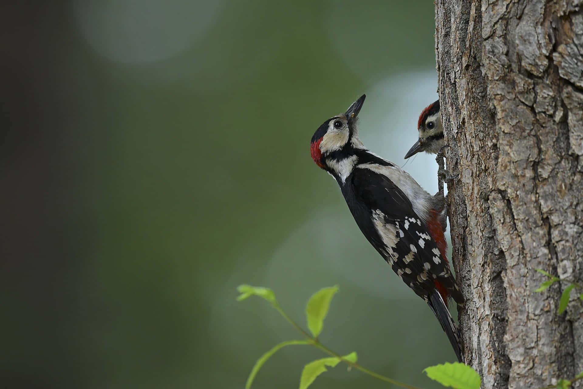 Woodpecker Mother Bird And Baby Wallpaper