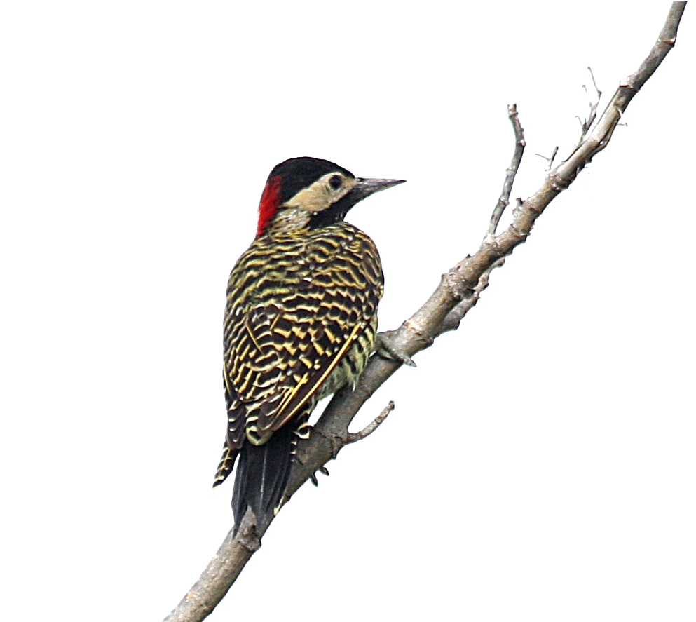 Woodpecker_ Perched_on_ Branch.png PNG