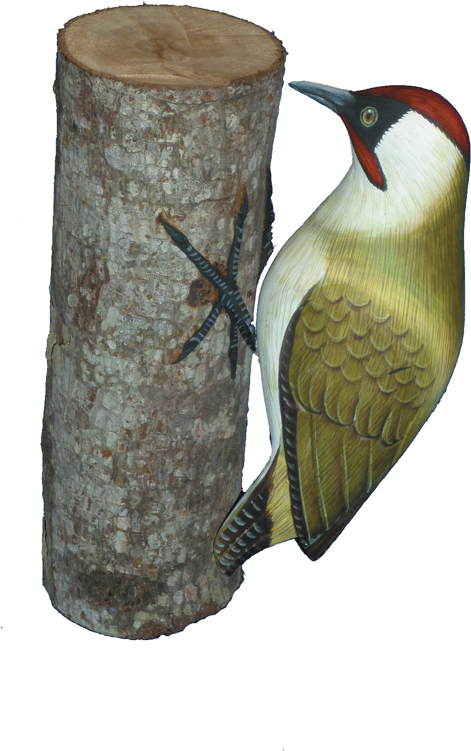 Woodpecker_ Perched_on_ Tree_ Trunk PNG