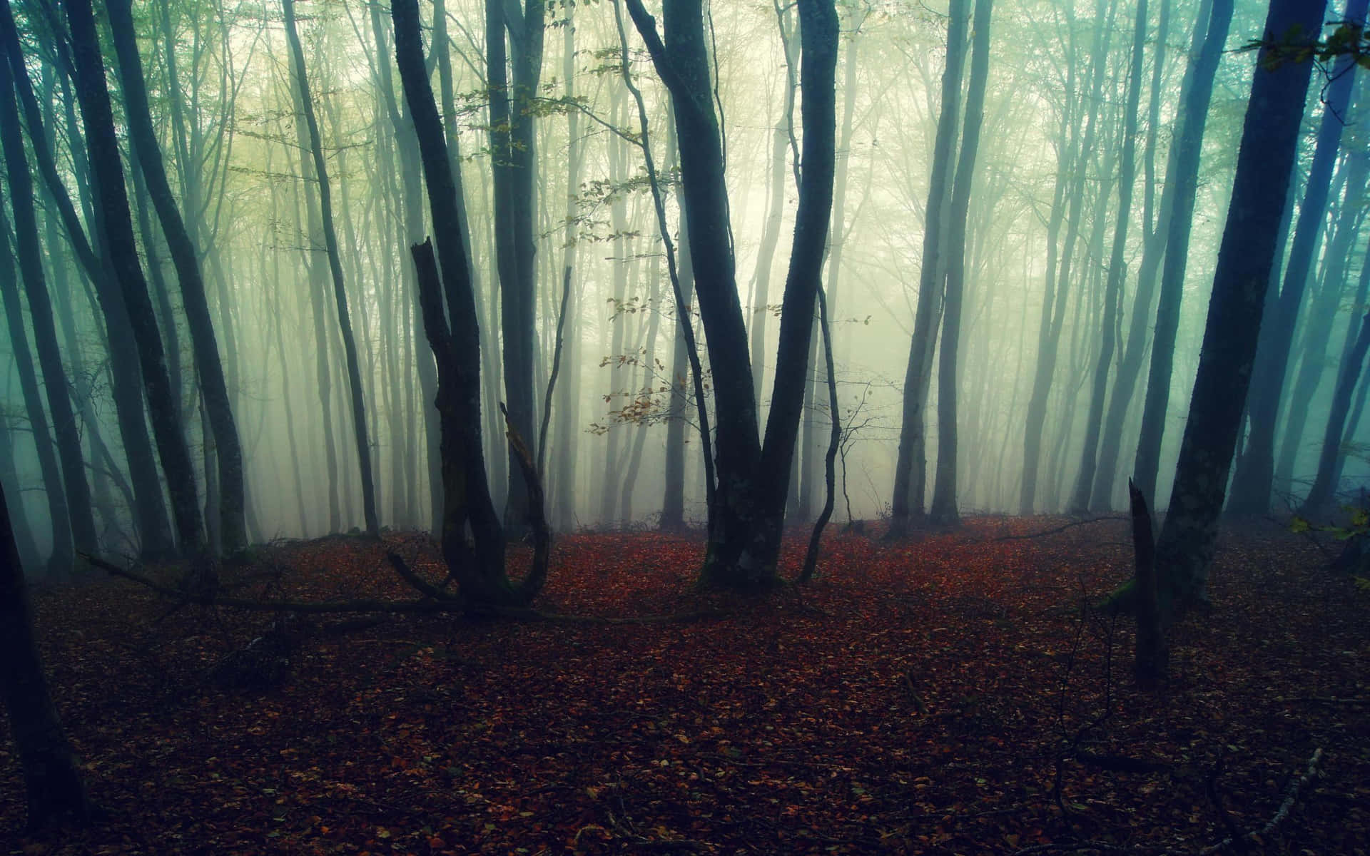 Tómateun Momento Para Respirar Profundo Y Calmar Tus Sentidos En Estos Bosques Hermosos.