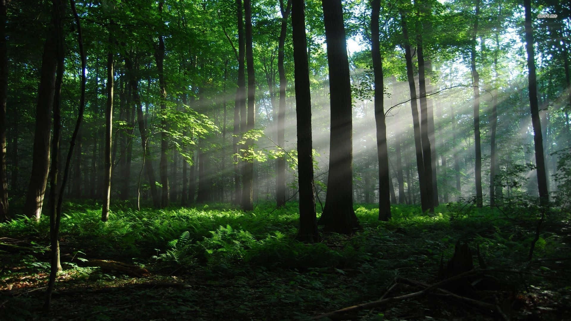 "Wandering Through the Woods"