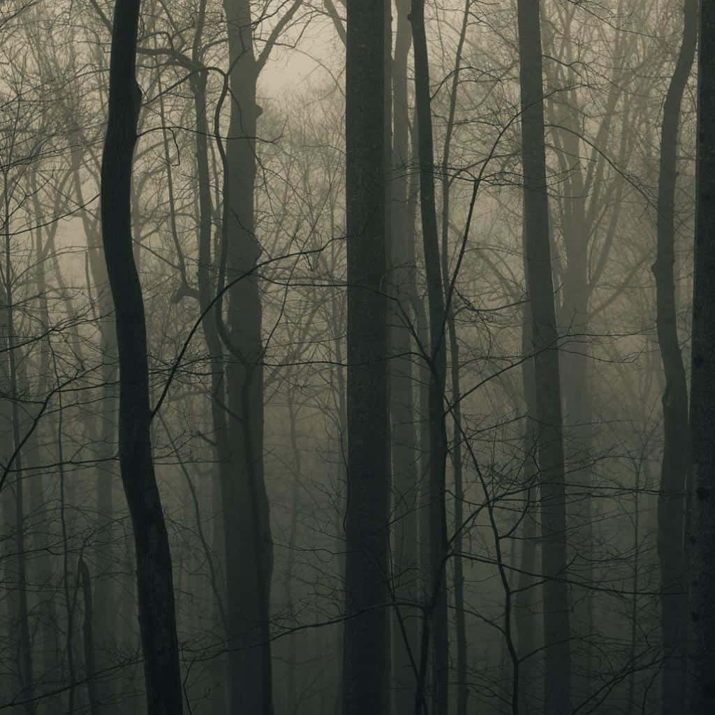 Capture the Mysteries of the Woods