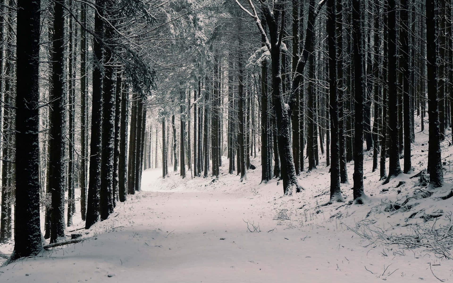 Dieschönheit Der Natur Im Wald Erkunden.