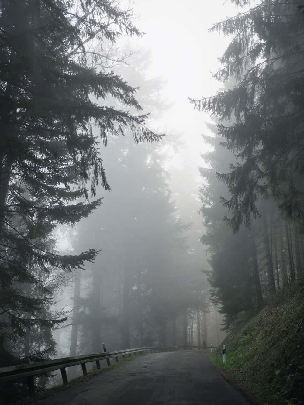 Einbezaubernder Blick Auf Einen Friedlichen Wald