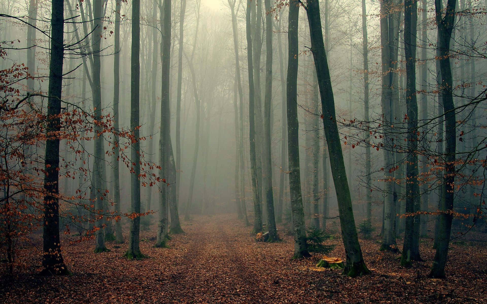 A quiet tree-filled path in a forest.