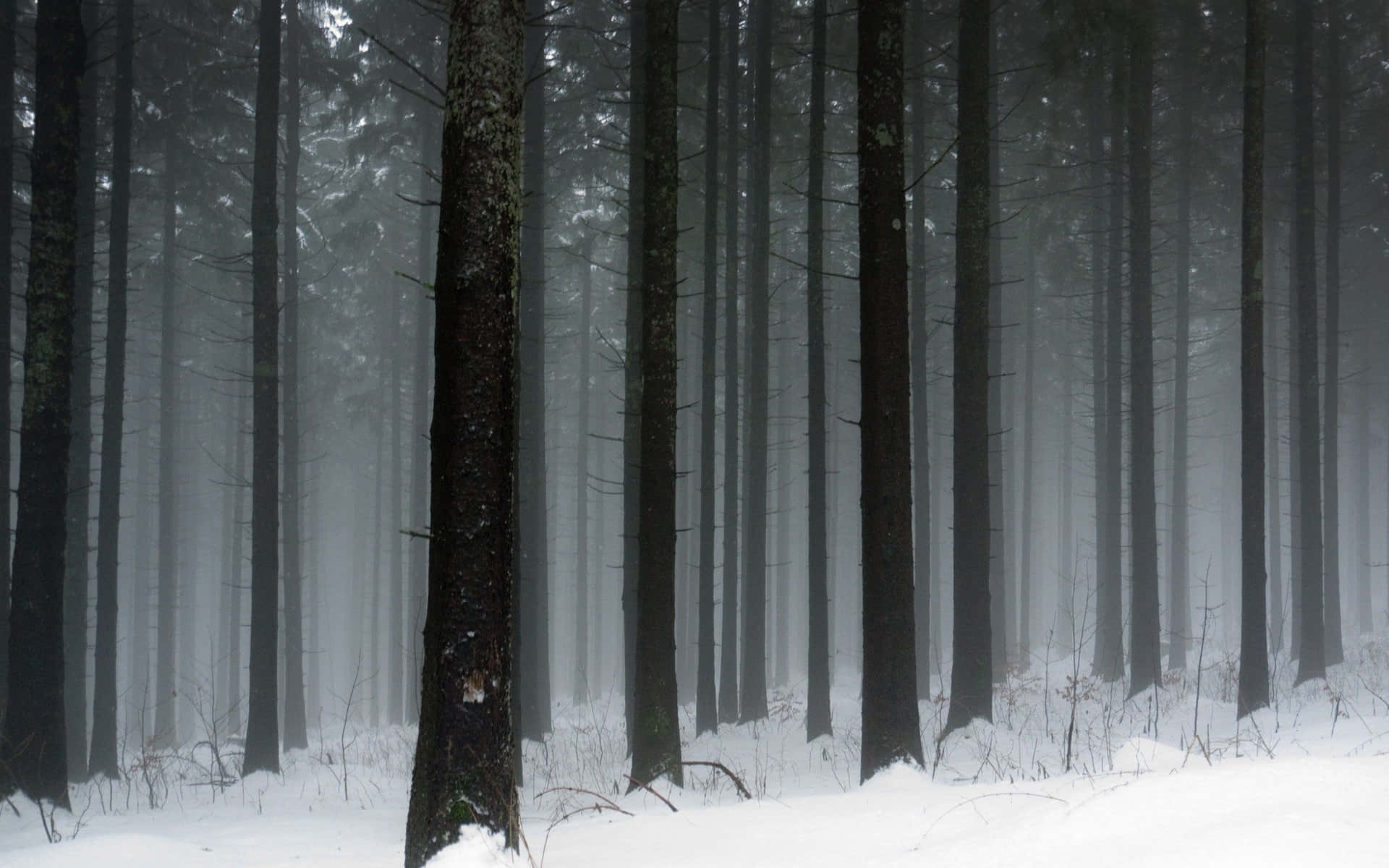 A Forest Covered In Snow With Trees In The Background