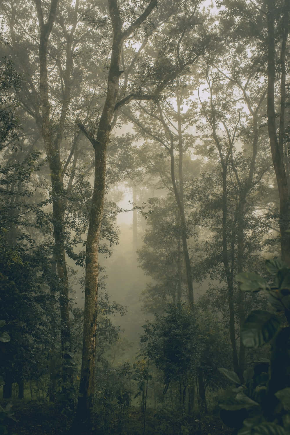 Atemberaubendeausblicke Auf Einen Ruhigen Wald