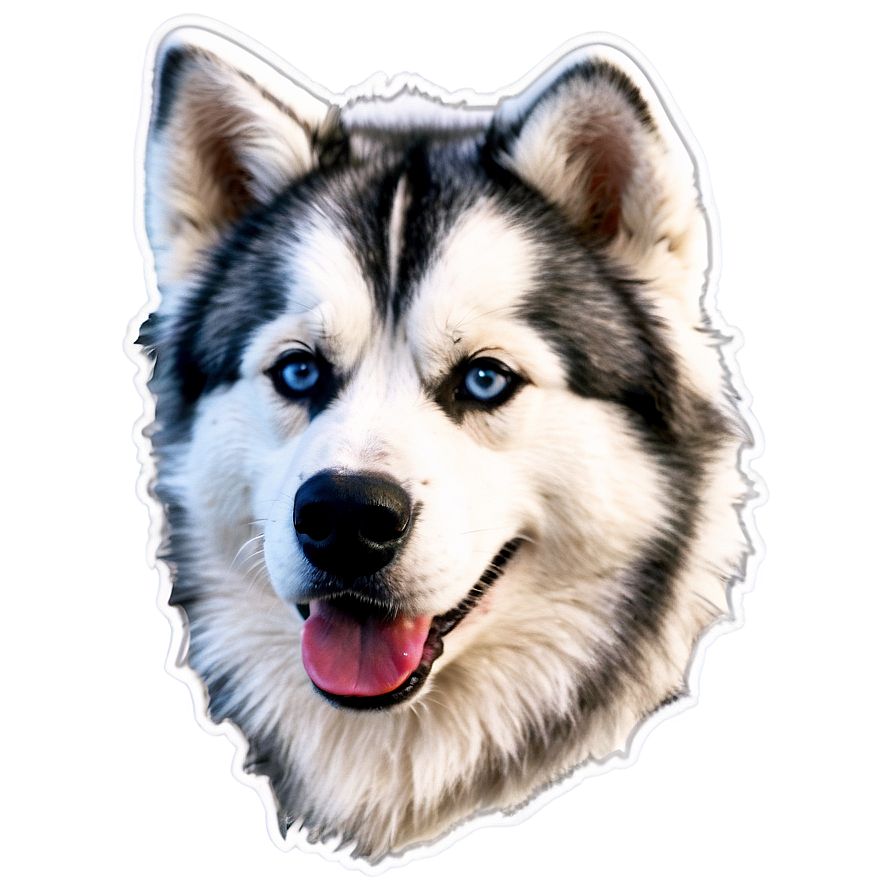 Download Wooly Coat Husky Png Jpl14 | Wallpapers.com