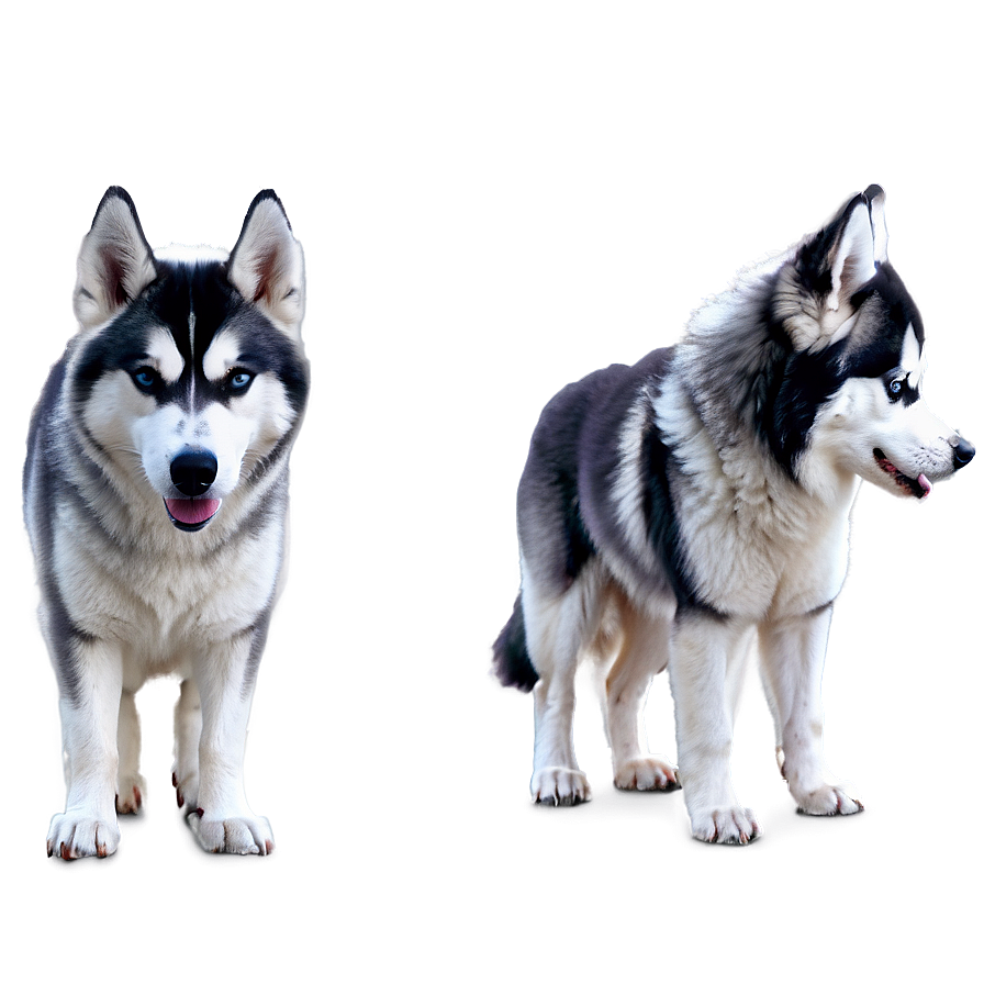 Download Wooly Coat Husky Png Wxe22 | Wallpapers.com