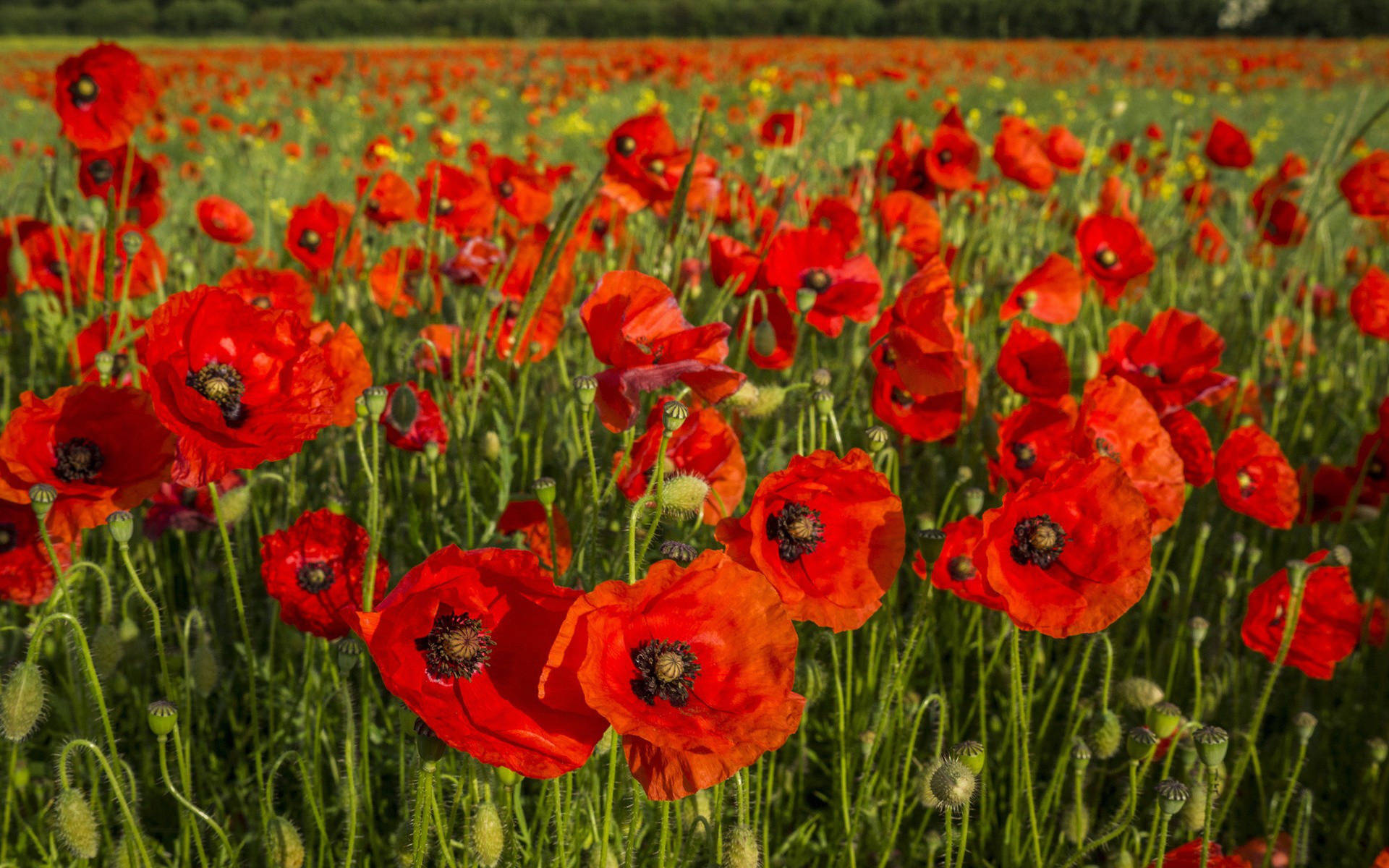Worcestershire Poppy Field Wallpaper