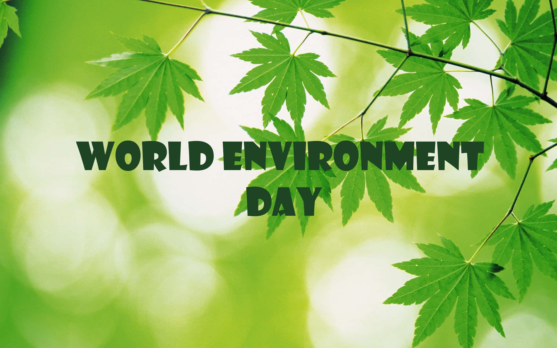 Download World Environment Day Green Maple Leaves Wallpaper 
