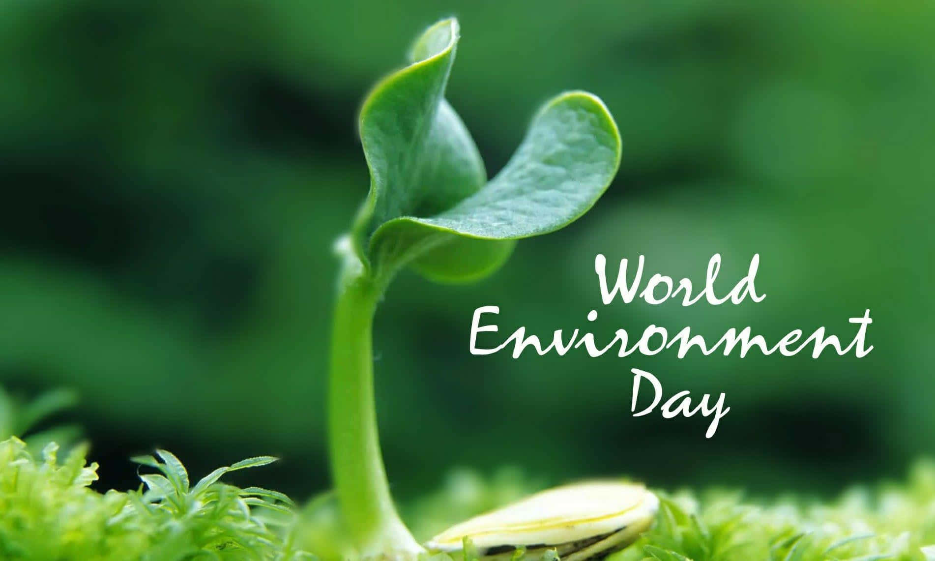 Celebrandola Giornata Mondiale Dell'ambiente Con Un Piccolo Germoglio Nel Cuore Della Natura Sfondo
