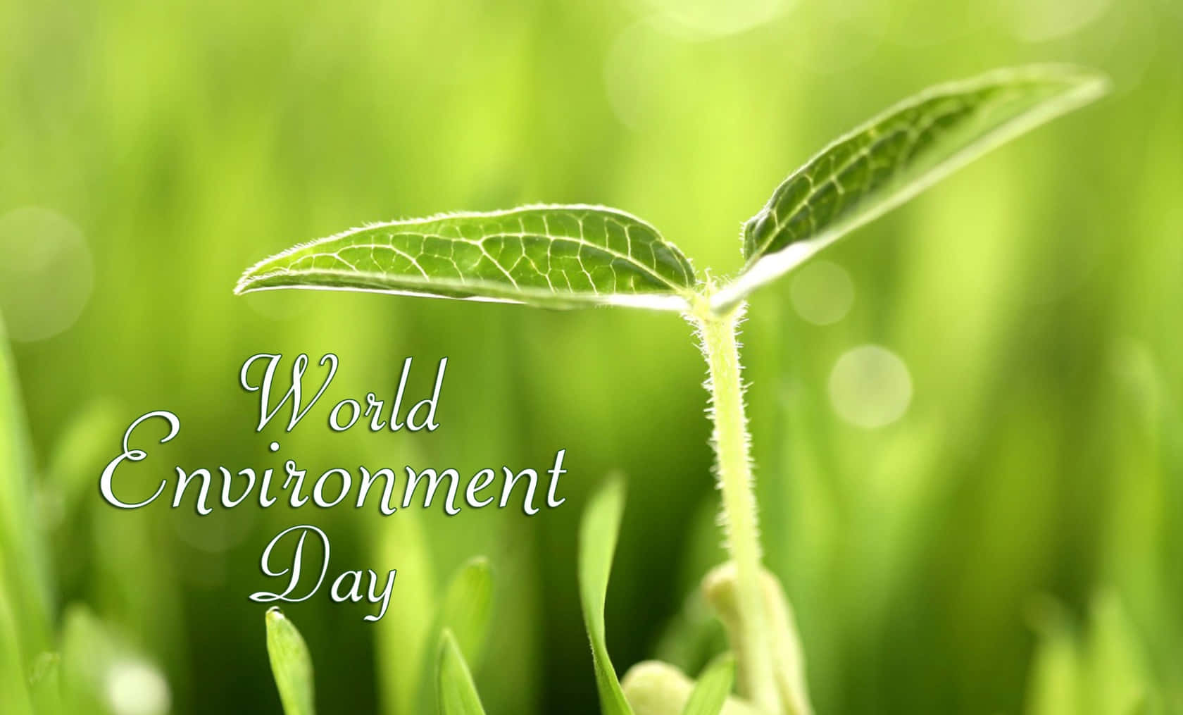 Free World Environment Day Wallpaper Downloads, [100+] World Environment  Day Wallpapers for FREE 
