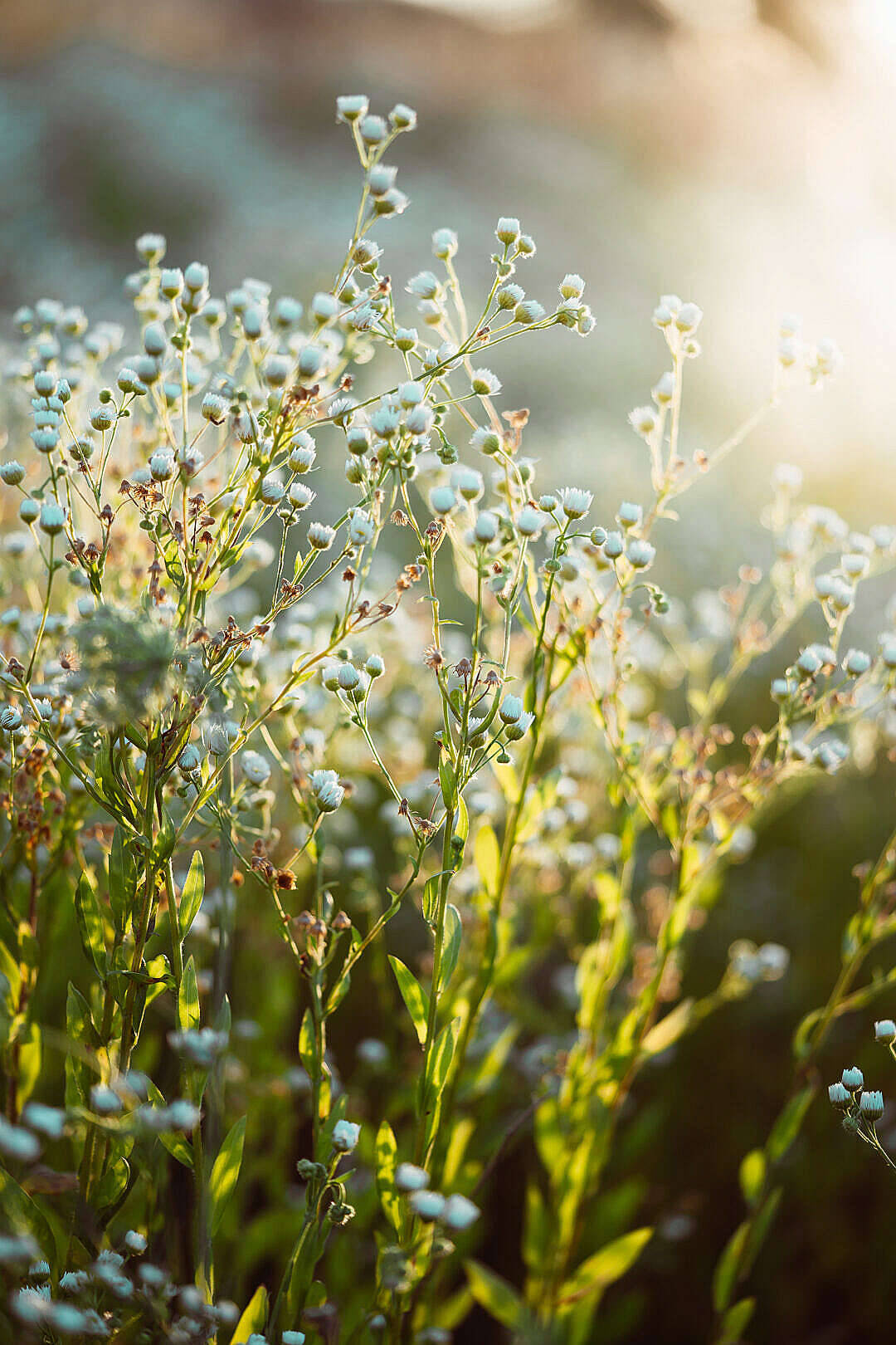 World's Most Beautiful Flowers Baby's Breath