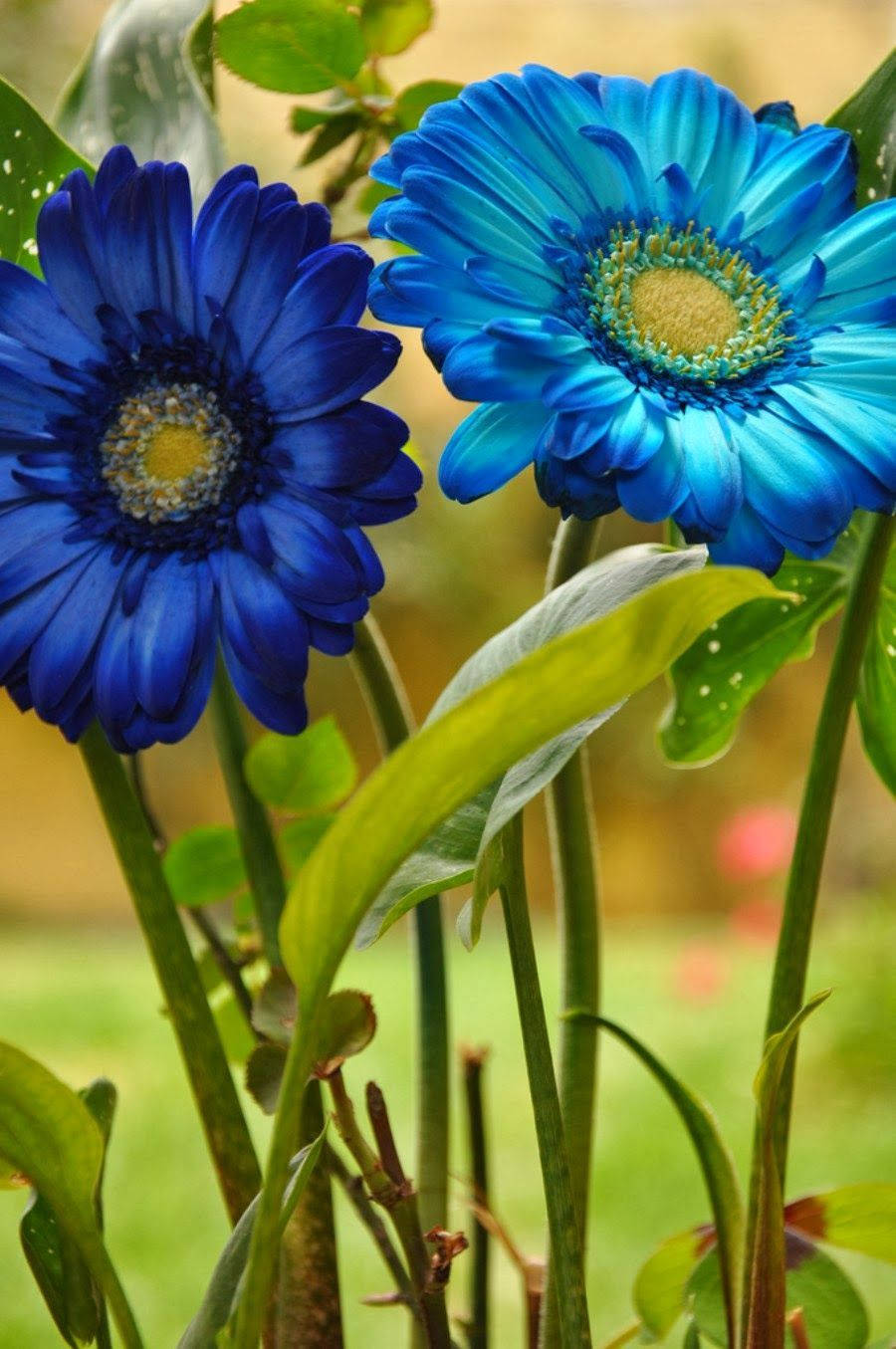World's Most Beautiful Flowers Blue Gerberas Wallpaper