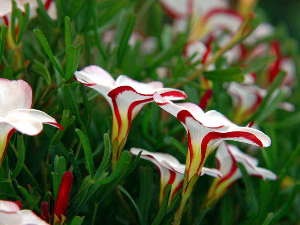 World's Most Beautiful Flowers Candy Cane Wallpaper