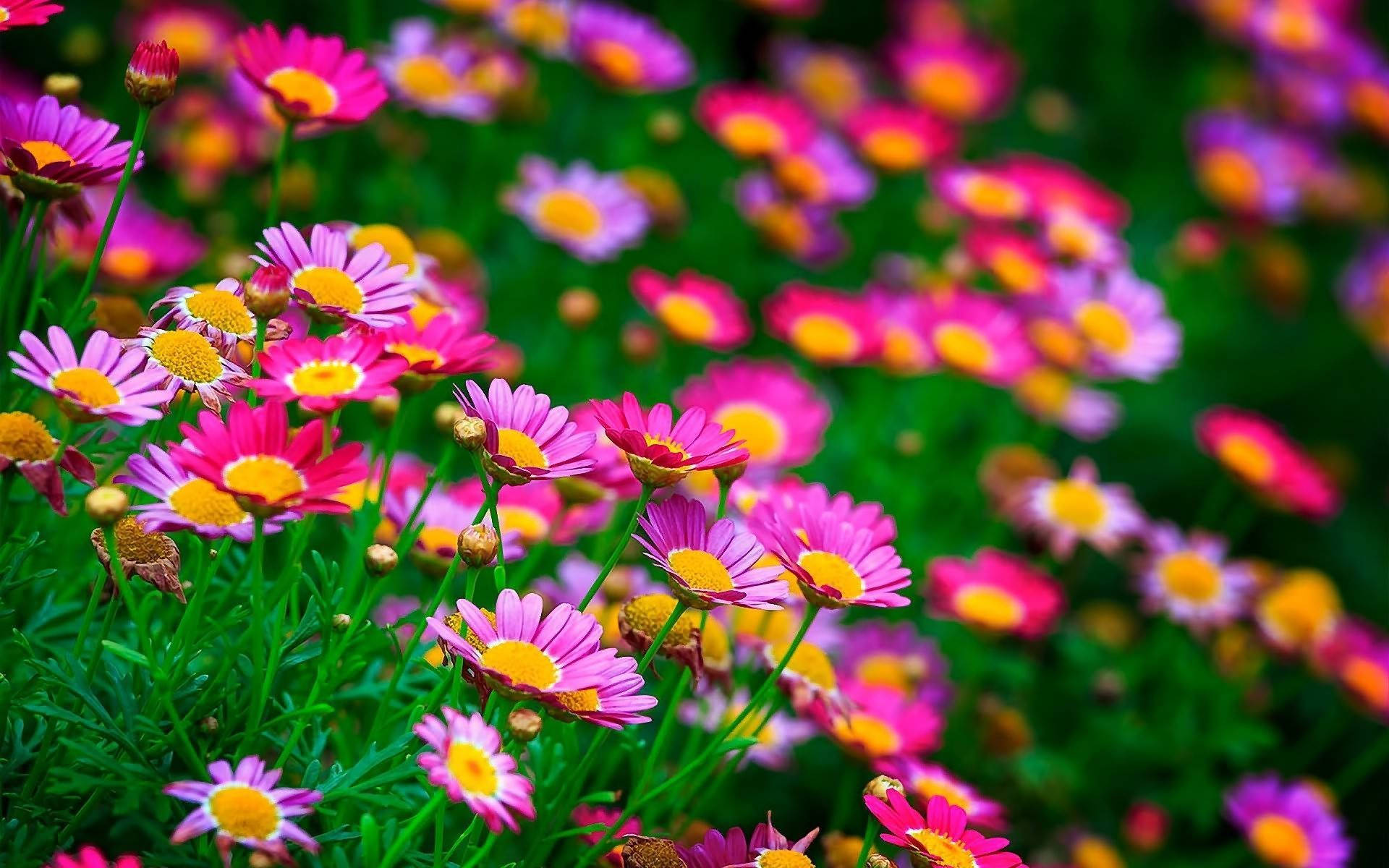 World's Most Beautiful Flowers Colourful Daisies
