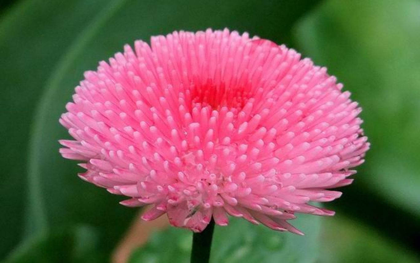 World's Most Beautiful Flowers English Daisy Wallpaper