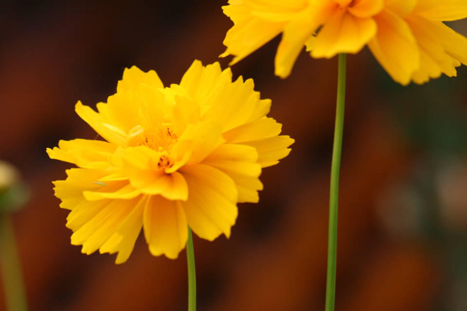 World's Most Beautiful Flowers Lance-leaved Coreopsis Wallpaper