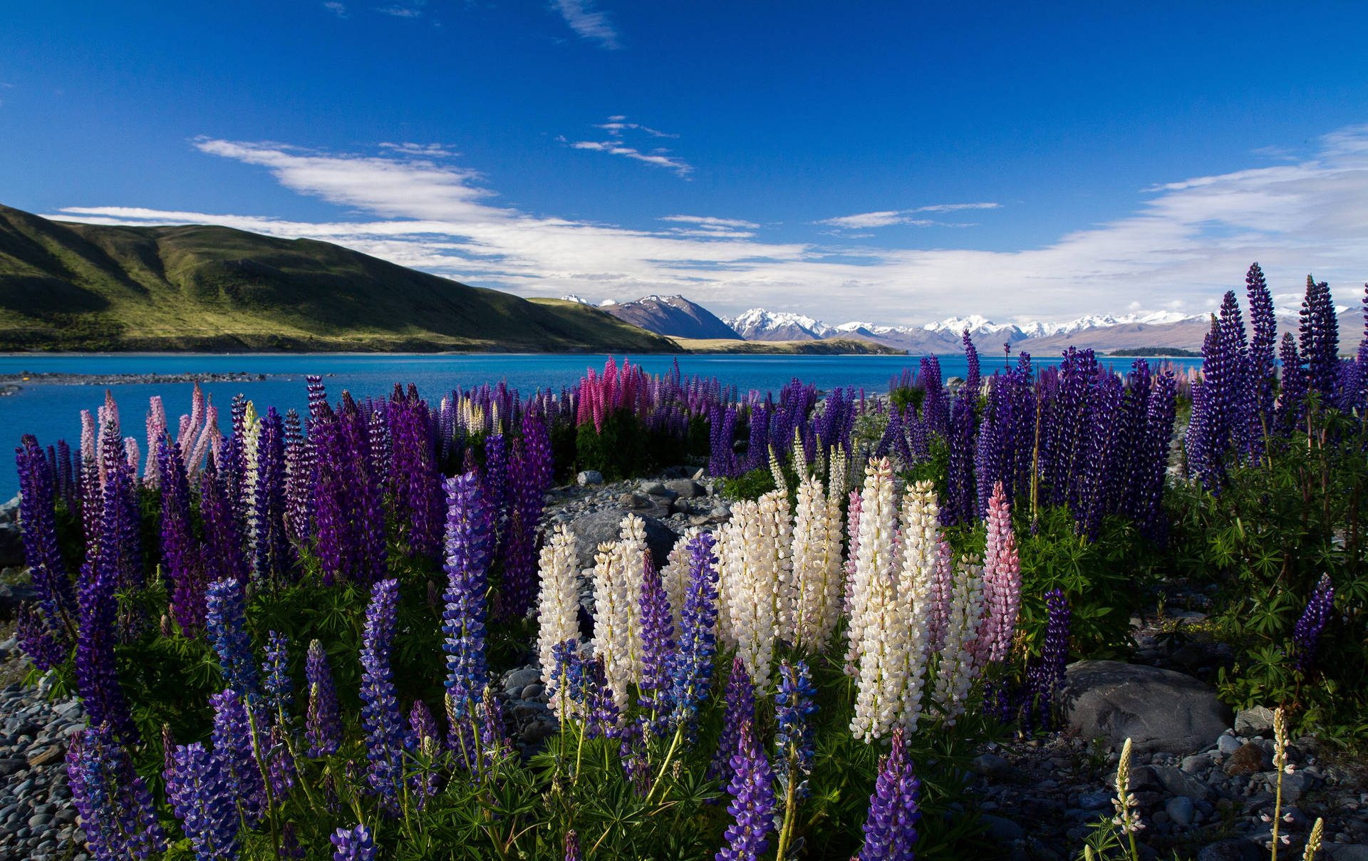 World's Most Beautiful Flowers Lupine Field