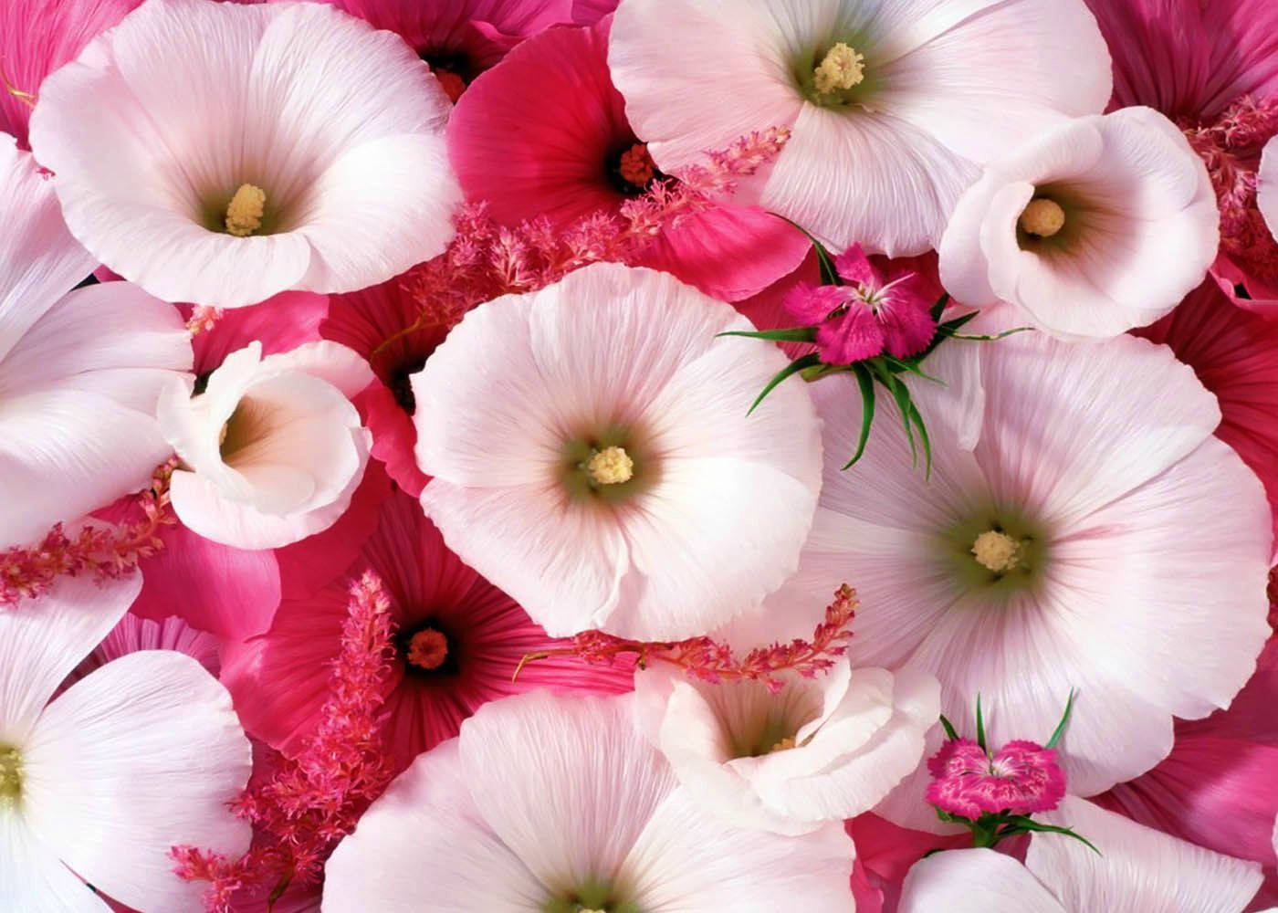 World's Most Beautiful Flowers Mallow Malope