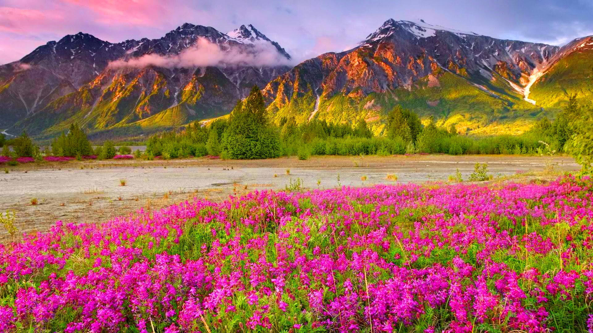 World's Most Beautiful Flowers Mountain Field Wallpaper
