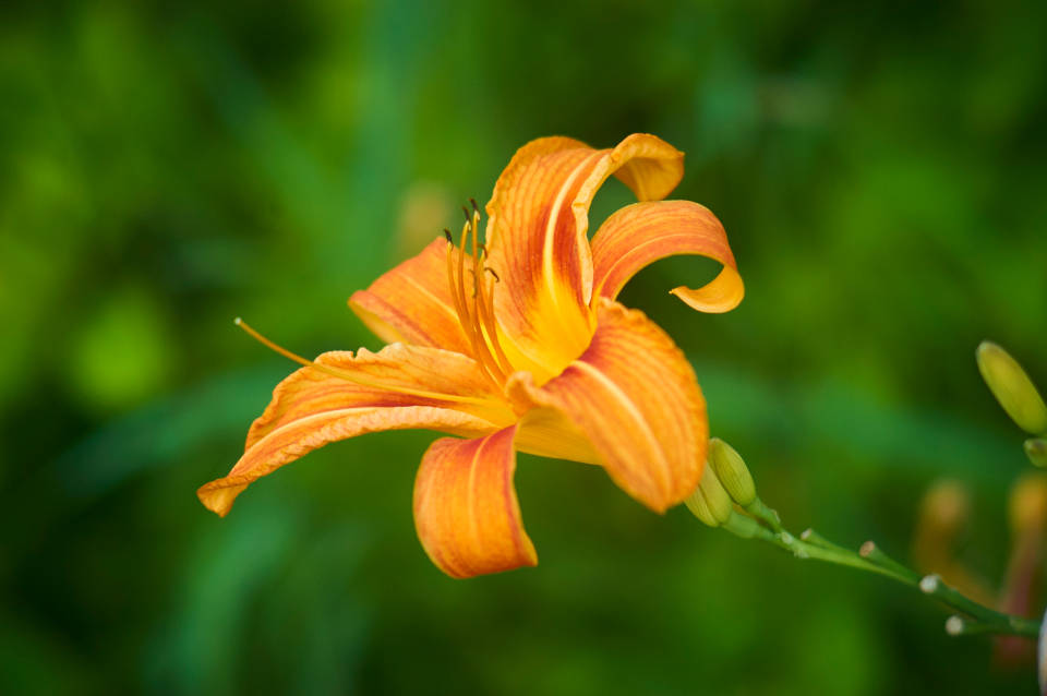 World's Most Beautiful Flowers Orange Daylily