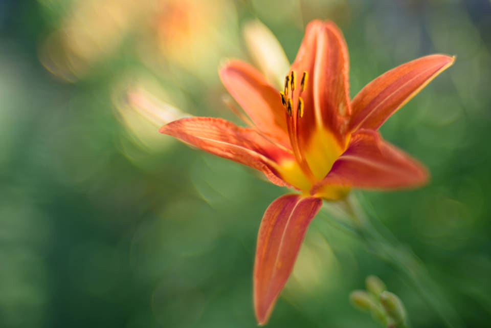 World's Most Beautiful Flowers Orange Lily Wallpaper