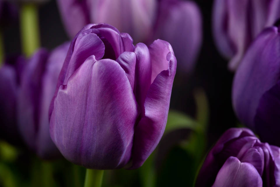 World's Most Beautiful Flowers Purple Tulips Wallpaper