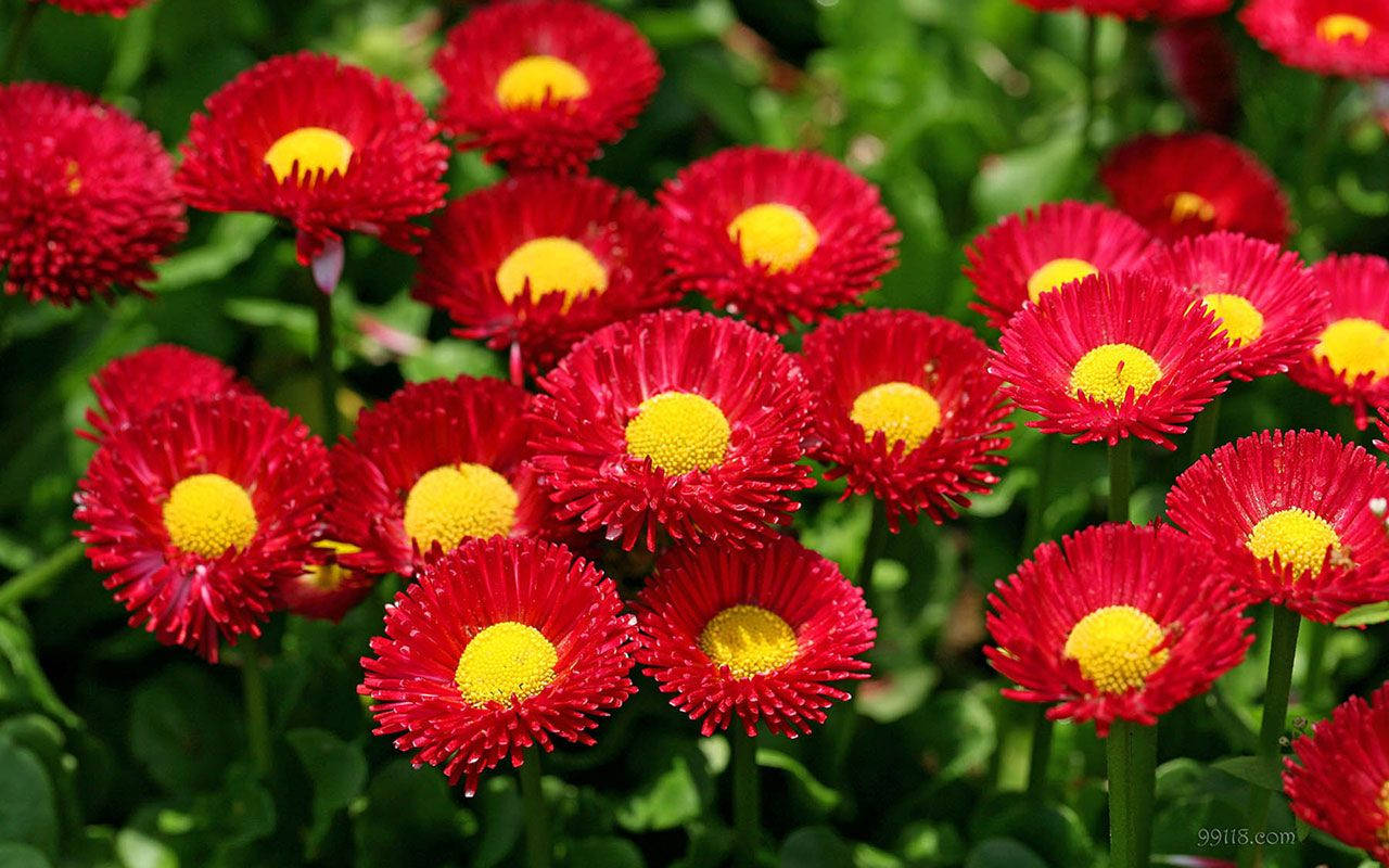 World's Most Beautiful Flowers Red Daisies Wallpaper