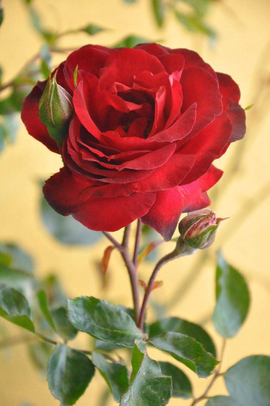 World's Most Beautiful Flowers Red Rose