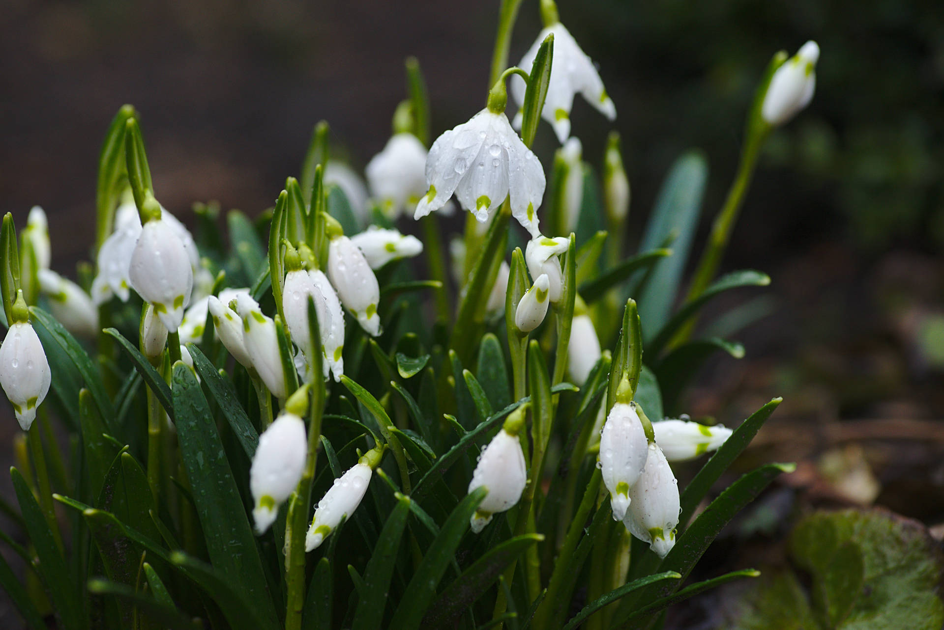 World's Most Beautiful Flowers Snowdrops