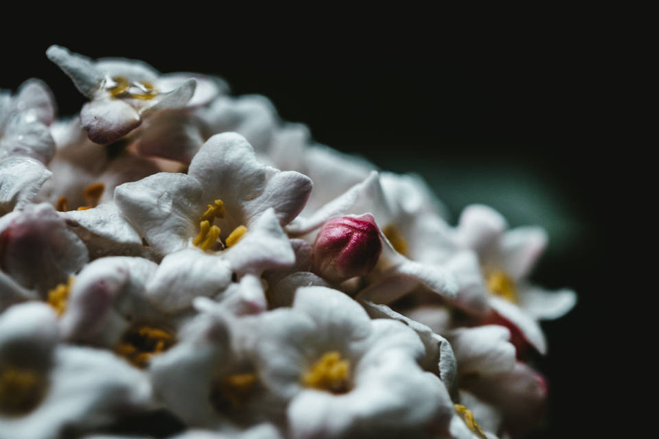 World's Most Beautiful Flowers Viburnum Farreri