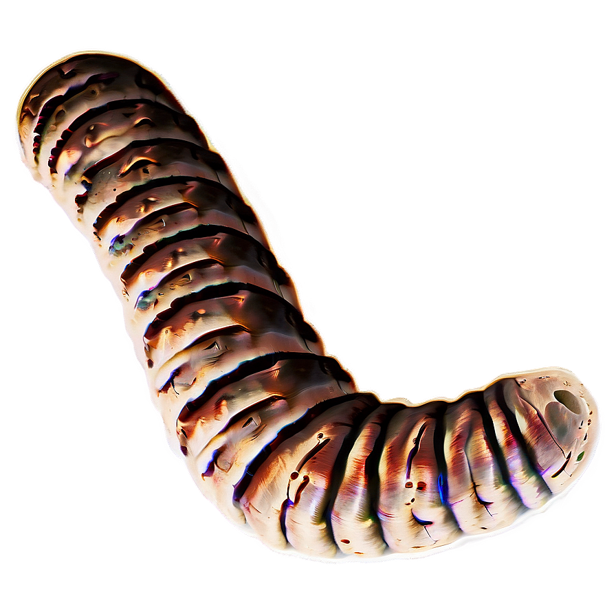 Worm In Soil Profile Png 05242024 PNG