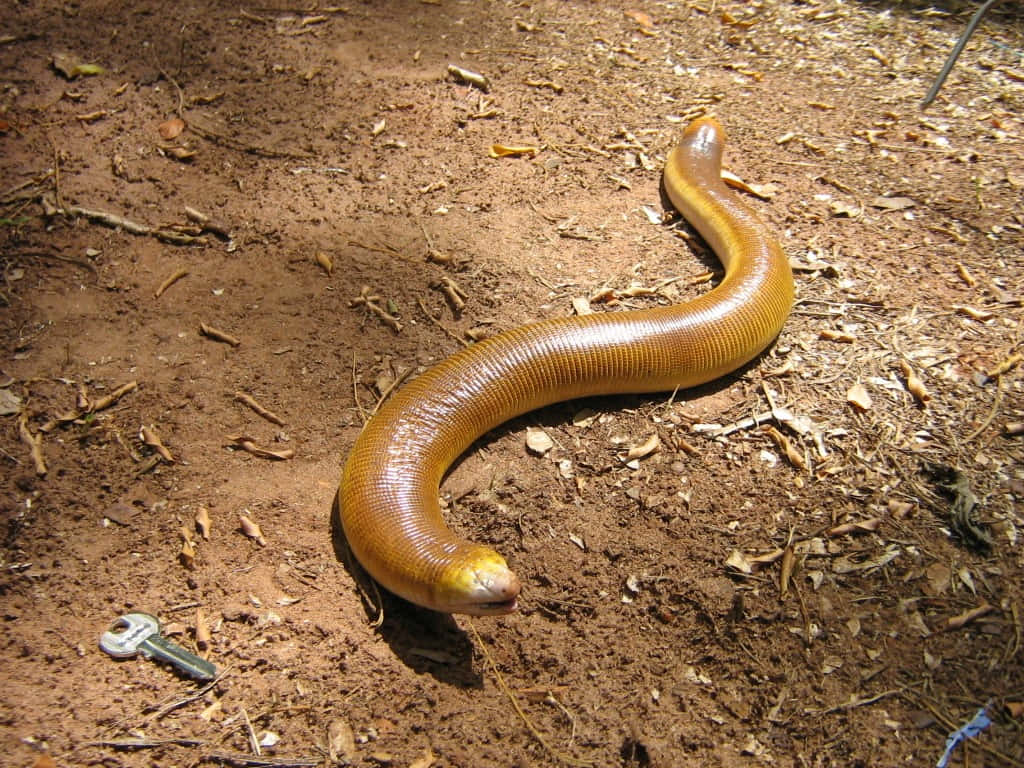 Worm Lizardon Maaperä Taustakuva