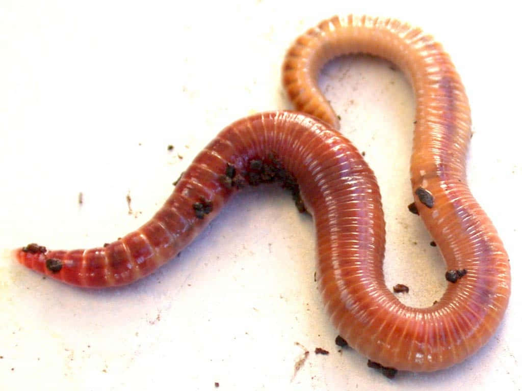 Worm Pictures