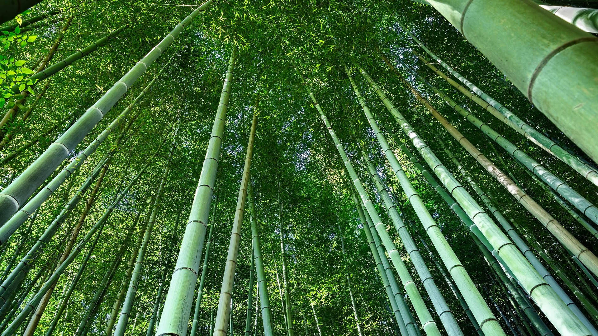 Worm's Eye View Angle Bamboo Hd Wallpaper