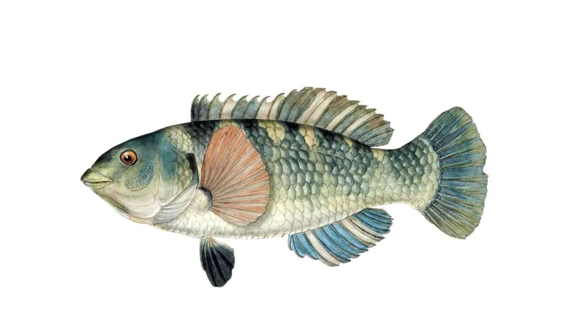 Wrasse Fish Illustration Wallpaper