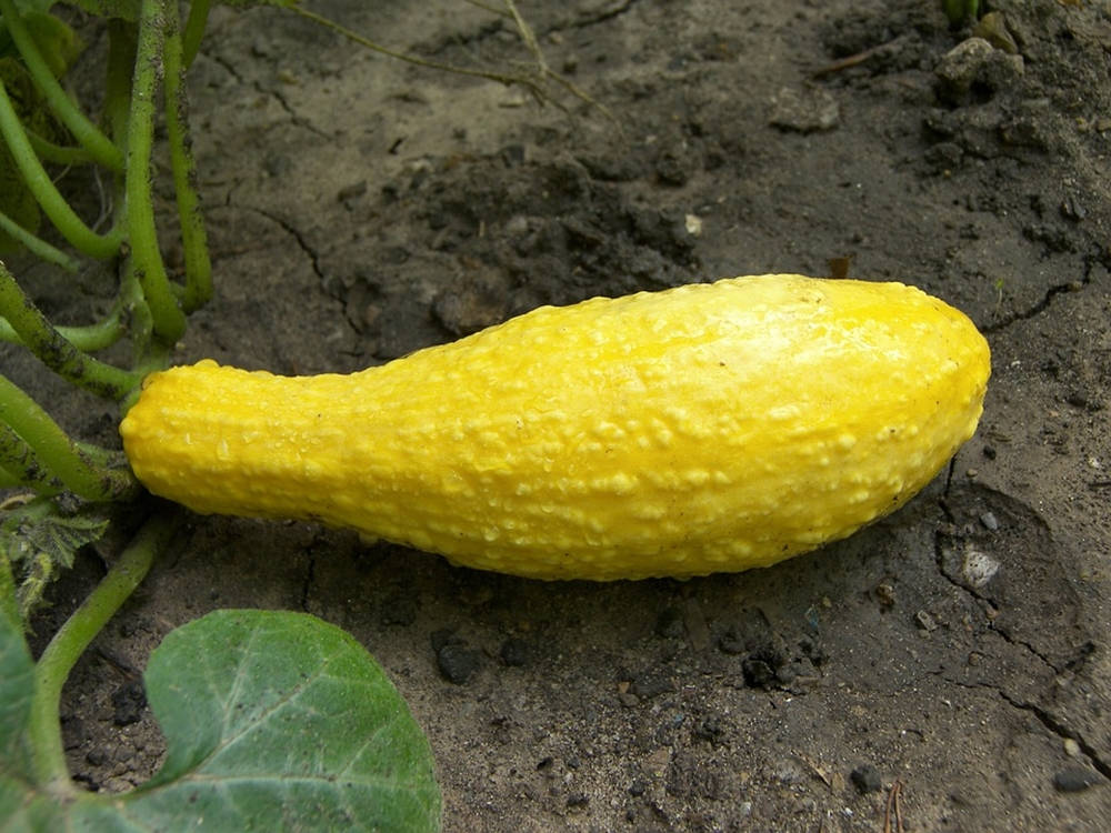 Wrinkly Crookneck Yellow Squash Wallpaper
